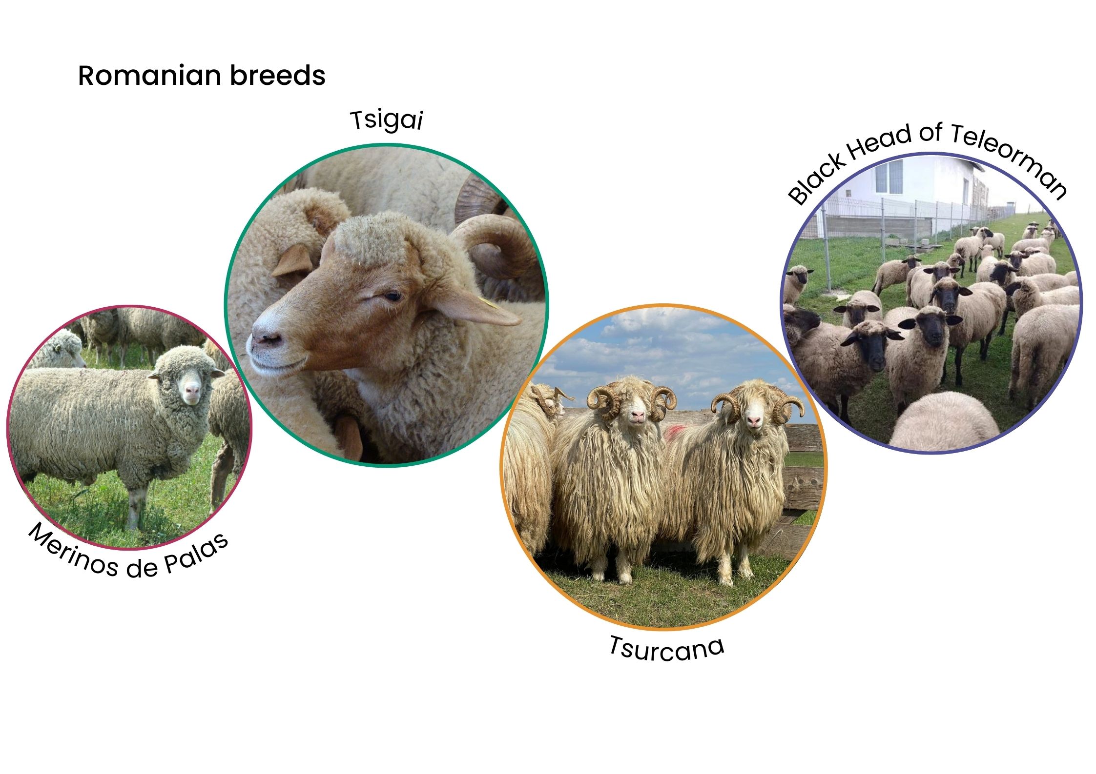 Romanian Sheep