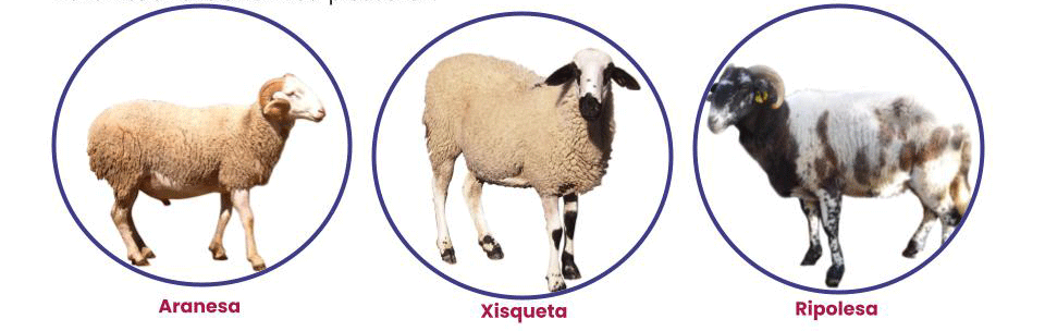 Catalan Sheep